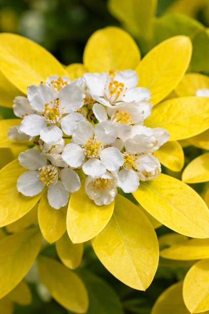 Шуазія трійчаст Lich квіти